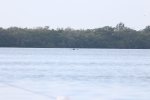 Click to enlarge Manatees seen from campsite.