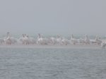 Click to enlarge Pelicans hanging out on the island on North Beach.