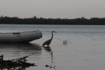 Click to enlarge Wildlife all around the waters in campsite