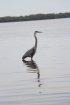 Click to enlarge Wildlife viewing from site.