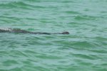 Click to enlarge manatee near camp area