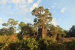 Click to enlarge Oscar Scherer State Park, Florida, United States.