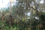 Click to enlarge Oscar Scherer State Park, Florida, United States.