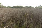 Click to enlarge Buttonbush Marsh Overlook