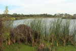 Click to enlarge Gator Lake.