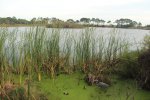 Click to enlarge Gator Lake.
