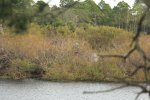 Click to enlarge Gator Lake