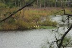 Click to enlarge Gator Lake.