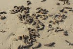 Click to enlarge St. Andrews State Park, Florida, United States. Sea cucumbers washed up on shore.