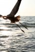 Cayo Costa State Park, Florida, United States. 