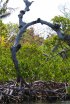 Cayo Costa State Park, Florida, United States. 