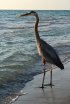 Cayo Costa State Park, Florida, United States. 