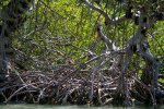 Click to enlarge Cayo Costa State Park, Florida, United States.