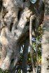Click to enlarge Cayo Costa State Park, Florida, United States.