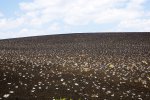 Click to enlarge Craters of the Moon National Monument, Idaho, United States. Cinder garden: Buckwheat wildflowers (Cushion Buckwheat/ Eriogonum ovalifolium) growing on cinder slope