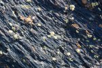 Click to enlarge Craters of the Moon National Monument, Idaho, United States. Lichens on rocks