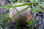 Gull Point State Park, Iowa, United States. Mushrooms.
