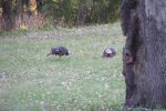 Gull Point State Park, Iowa, United States. Wild turkeys.