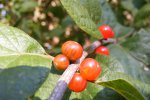 Click to enlarge Marble Beach State Park, Iowa, United States. Berries.