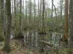 Click to enlarge Chicot State Park, Louisiana, United States. Arboretum located near the south campground. Educational area with scenic trails.