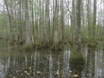 Click to enlarge Chicot State Park, Louisiana, United States. Arboretum located near the south campground. Educational area with scenic trails.