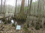Click to enlarge Chicot State Park, Louisiana, United States. Arboretum located near the south campground. Educational area with scenic trails.