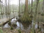 Click to enlarge Chicot State Park, Louisiana, United States. Arboretum located near the south campground. Educational area with scenic trails.