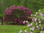 Click to enlarge Chicot State Park, Louisiana, United States. Day use picnic area and playground