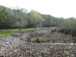 Click to enlarge Chicot State Park, Louisiana, United States. East Landing, the most remote part of the park.