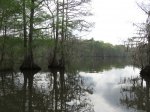 Click to enlarge Chicot State Park, Louisiana, United States. East Landing, the most remote part of the park.