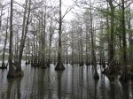 Click to enlarge Chicot State Park, Louisiana, United States. North section boardwalk and boat launch area.