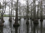 Click to enlarge Chicot State Park, Louisiana, United States. North section boardwalk and boat launch area.