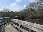 Click to enlarge Chicot State Park, Louisiana, United States. North section boardwalk and boat launch area.