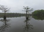 Click to enlarge Chicot State Park, Louisiana, United States. South end boardwalk