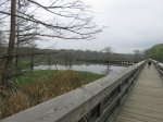 Click to enlarge Chicot State Park, Louisiana, United States. South end boardwalk