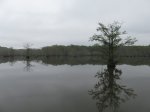 Click to enlarge Chicot State Park, Louisiana, United States. South end boardwalk