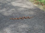 Click to enlarge Fontainebleau State Park, Louisiana, United States.