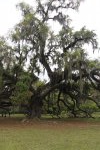 Click to enlarge Fontainebleau State Park, Louisiana, United States.
