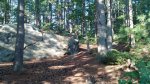 Click to enlarge Harold Parker State Forest, Massachusetts, United States. typical terrian