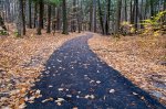 Click to enlarge Hartwick Pines State Park, Michigan, United States. One of many hiking trails located in the park. I saw at least two that were paved for park goers with strollers or that require wheelchairs.