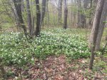 Click to enlarge Lakeport State Park, Michigan, United States. Many trilliums in bloom in spring.