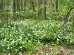 Click to enlarge Lakeport State Park, Michigan, United States. Trilliums in full bloom
