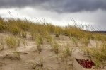 Petoskey State Park, Michigan, United States. Sand dunes located in Petoskey State Park. 
