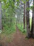 Click to enlarge Itasca State Park, Minnesota, United States. Bohall trail