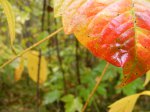 Click to enlarge Itasca State Park, Minnesota, United States.