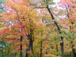 Click to enlarge Itasca State Park, Minnesota, United States.