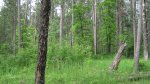 Click to enlarge Itasca State Park, Minnesota, United States. This is an Indian Burial Mound. There were quite a few of these. Native American
