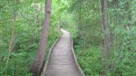 Click to enlarge Itasca State Park, Minnesota, United States. Boardwalk through the bog. You walk on this to get to the Old Timers Cabin.