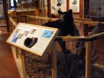 Click to enlarge Itasca State Park, Minnesota, United States. Inside the visitor center.