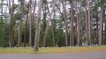 Click to enlarge Itasca State Park, Minnesota, United States. Preachers Grove.